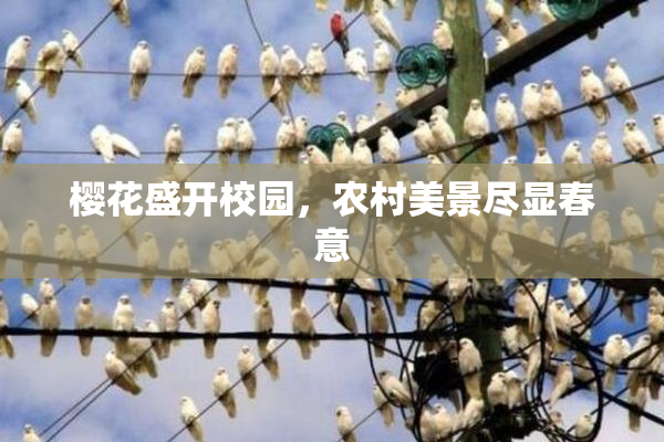樱花盛开校园，农村美景尽显春意
