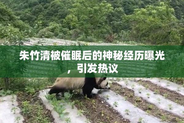 朱竹清被催眠后的神秘经历曝光，引发热议