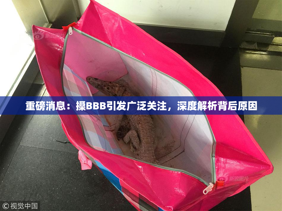 重磅消息：搡BBB引发广泛关注，深度解析背后原因