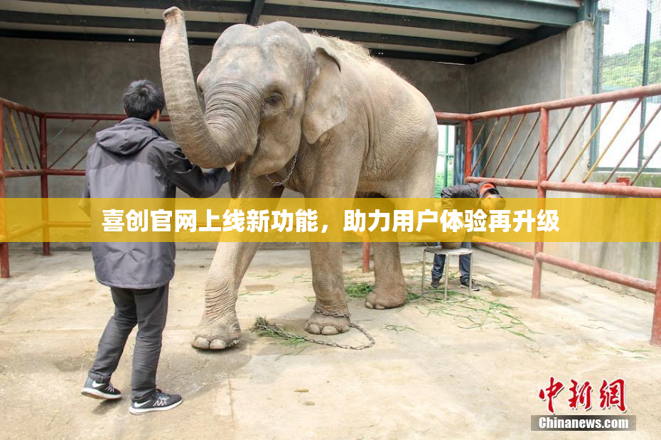 喜创官网上线新功能，助力用户体验再升级