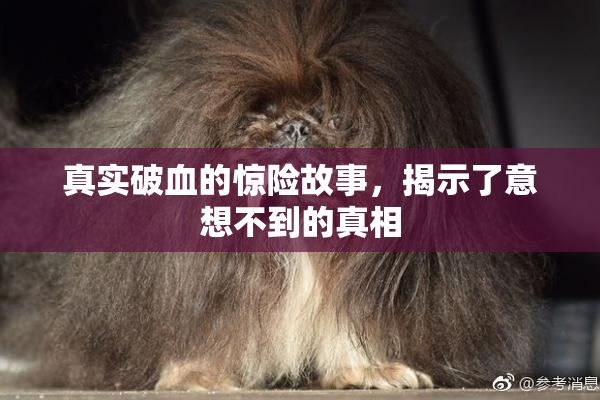 真实破血的惊险故事，揭示了意想不到的真相