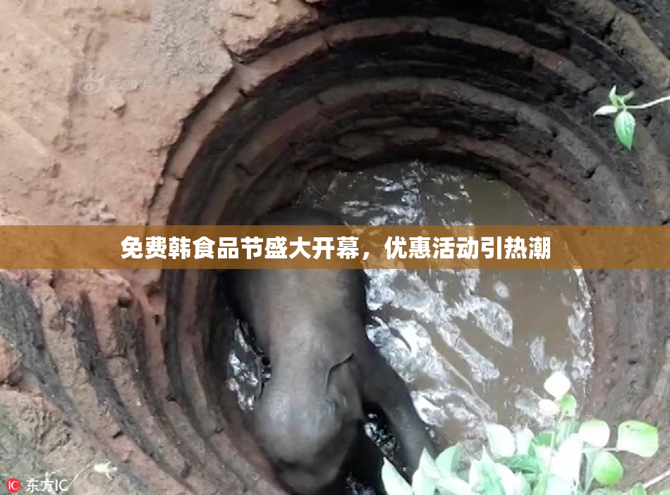 免费韩食品节盛大开幕，优惠活动引热潮