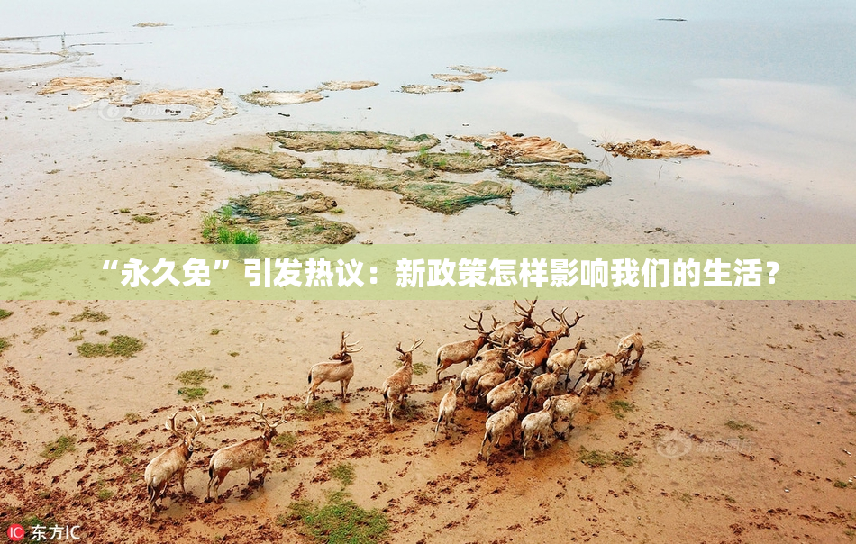 “永久免”引发热议：新政策怎样影响我们的生活？