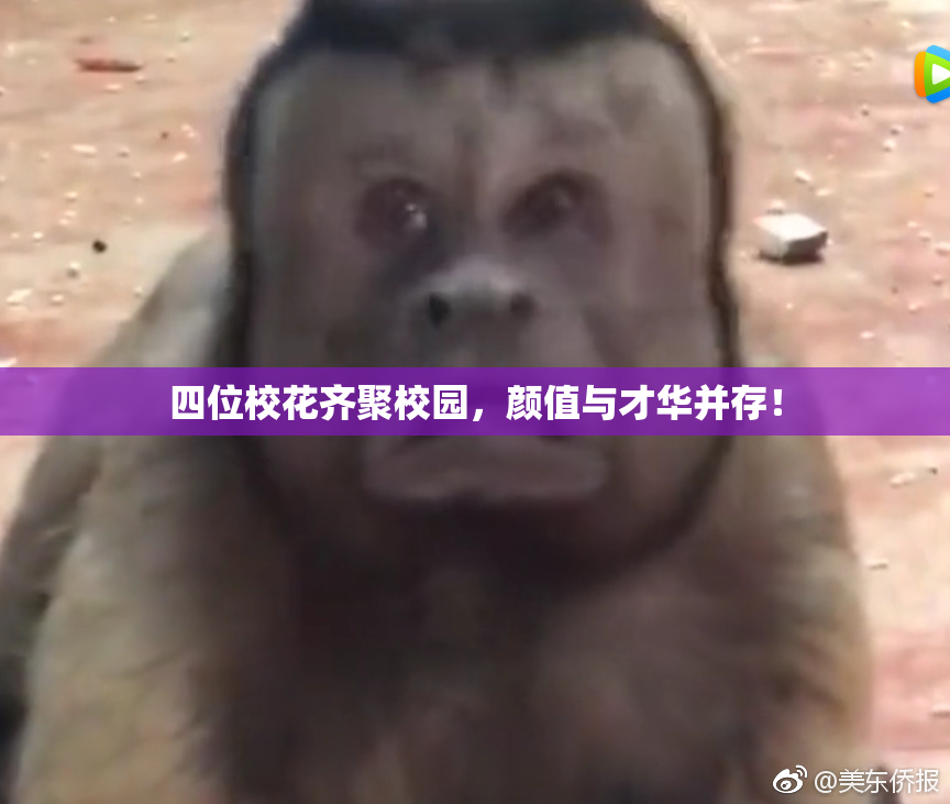 四位校花齐聚校园，颜值与才华并存！