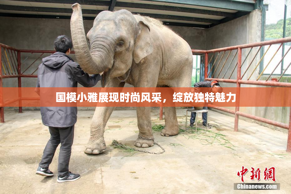 国模小雅展现时尚风采，绽放独特魅力