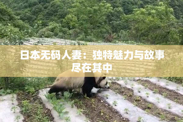 日本无码人妻：独特魅力与故事尽在其中