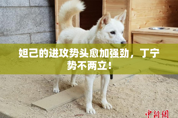 妲己的进攻势头愈加强劲，丁宁势不两立！
