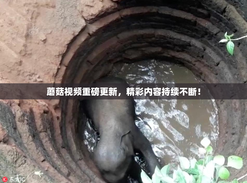 蘑菇视频重磅更新，精彩内容持续不断！