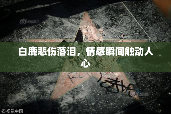 白鹿悲伤落泪，情感瞬间触动人心
