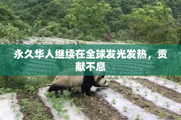 永久华人继续在全球发光发热，贡献不息