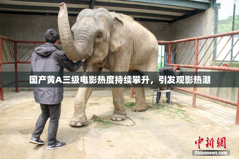 国产黄A三级电影热度持续攀升，引发观影热潮