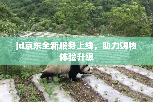 jd京东全新服务上线，助力购物体验升级