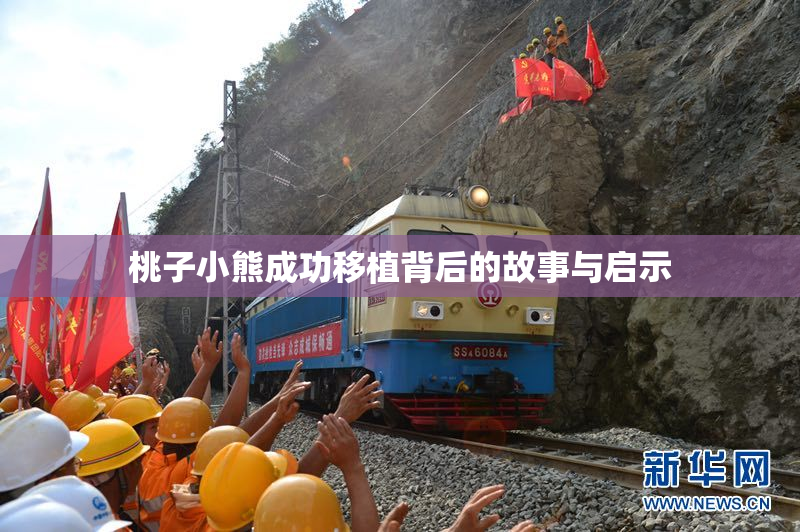 桃子小熊成功移植背后的故事与启示