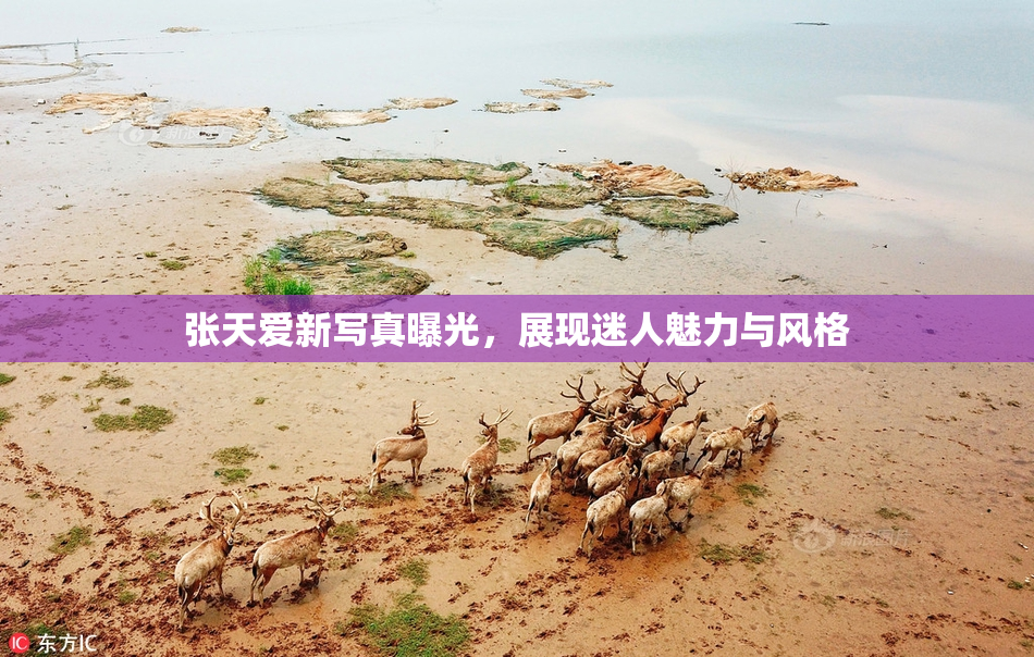 张天爱新写真曝光，展现迷人魅力与风格