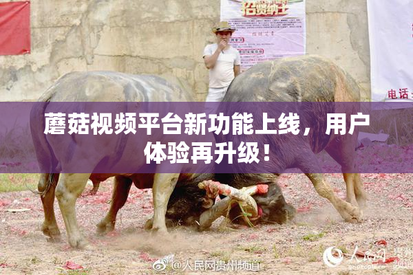 蘑菇视频平台新功能上线，用户体验再升级！