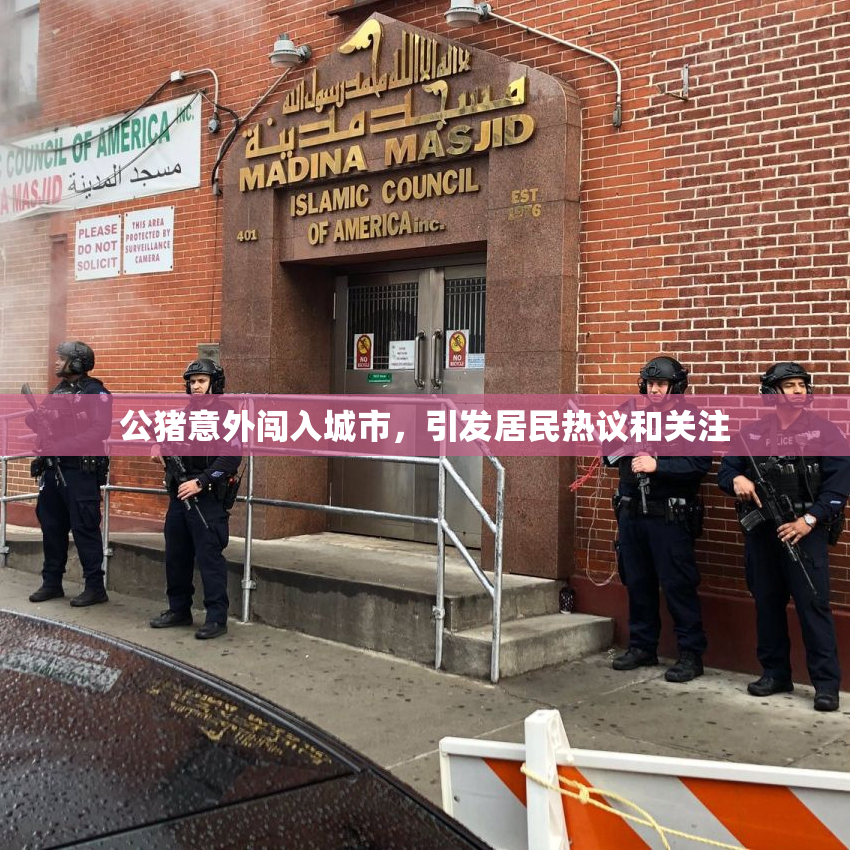 公猪意外闯入城市，引发居民热议和关注