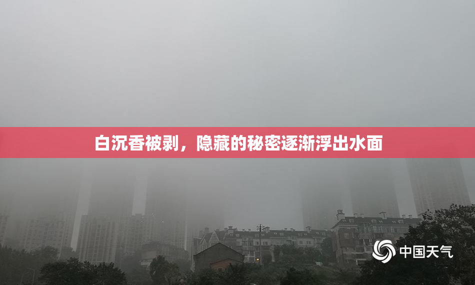 白沉香被剥，隐藏的秘密逐渐浮出水面