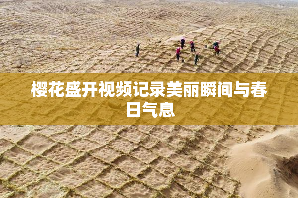 樱花盛开视频记录美丽瞬间与春日气息