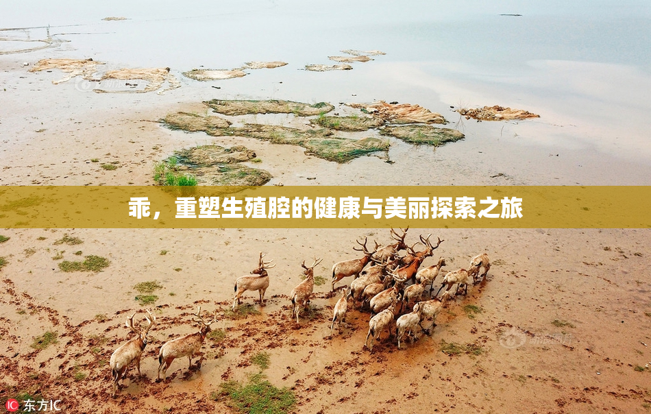 乖，重塑生殖腔的健康与美丽探索之旅
