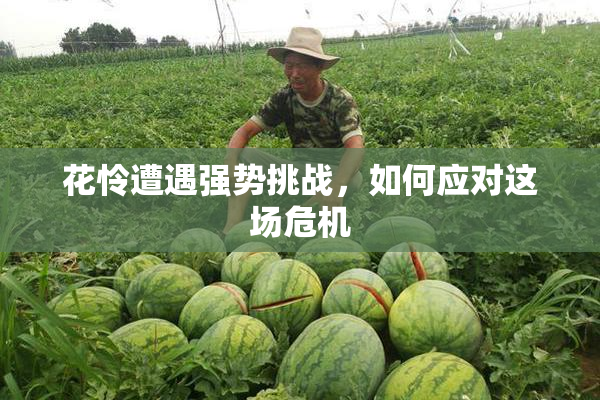 花怜遭遇强势挑战，如何应对这场危机