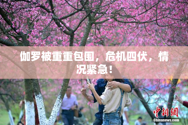 伽罗被重重包围，危机四伏，情况紧急！