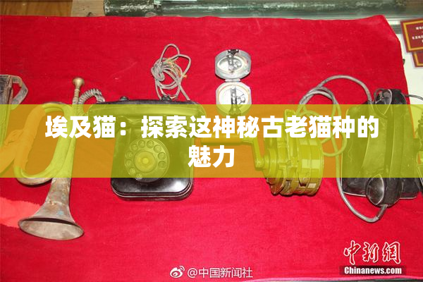 埃及猫：探索这神秘古老猫种的魅力