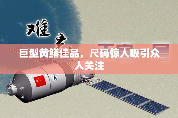 巨型黄鳝佳品，尺码惊人吸引众人关注