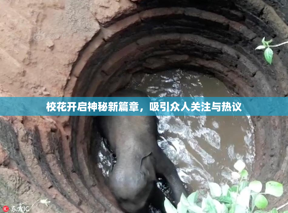 校花开启神秘新篇章，吸引众人关注与热议