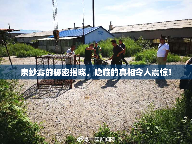 泉纱雾的秘密揭晓，隐藏的真相令人震惊！