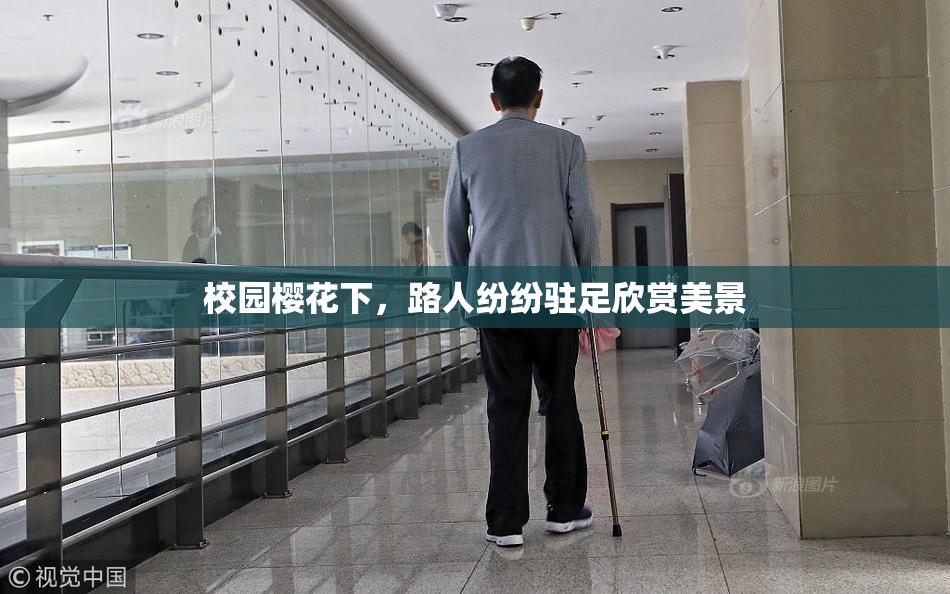 校园樱花下，路人纷纷驻足欣赏美景