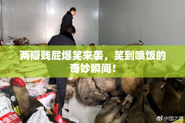 两瓣贱屁爆笑来袭，笑到喷饭的奇妙瞬间！
