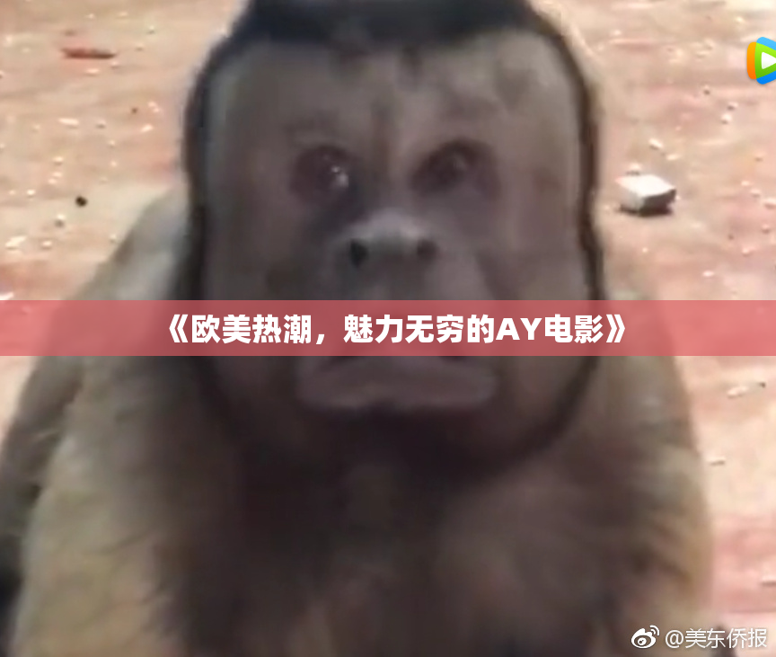 《欧美热潮，魅力无穷的AY电影》