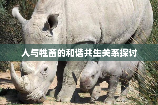 人与牲畜的和谐共生关系探讨