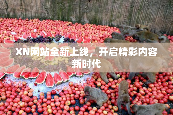 XN网站全新上线，开启精彩内容新时代