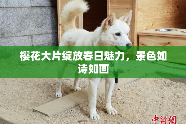 樱花大片绽放春日魅力，景色如诗如画
