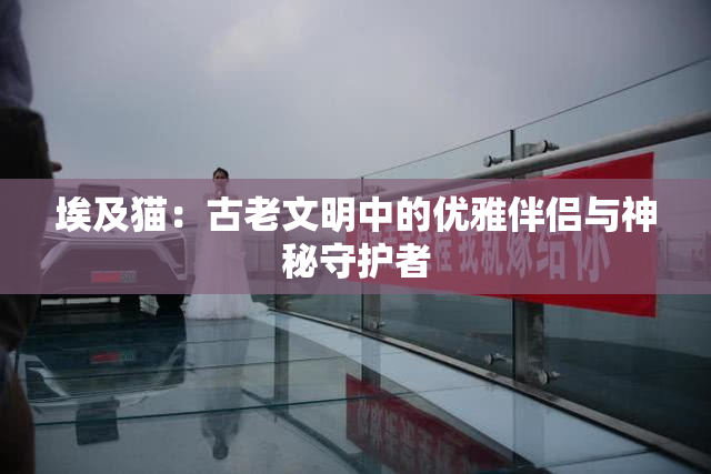 埃及猫：古老文明中的优雅伴侣与神秘守护者