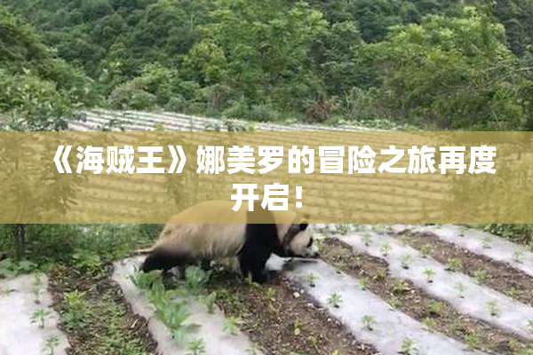 《海贼王》娜美罗的冒险之旅再度开启！