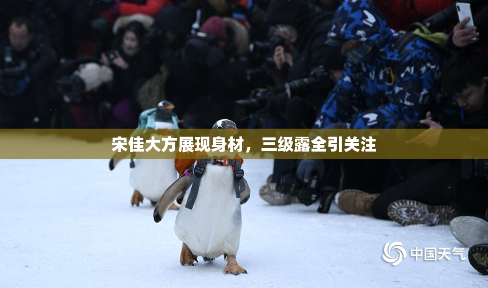 宋佳大方展现身材，三级露全引关注