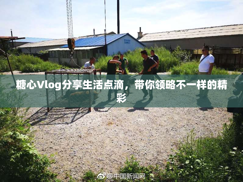 糖心Vlog分享生活点滴，带你领略不一样的精彩