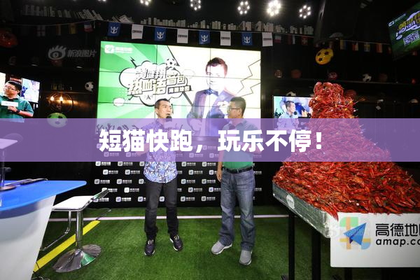 短猫快跑，玩乐不停！