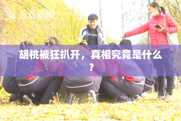 胡桃被狂扒开，真相究竟是什么？