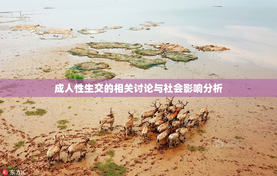 成人性生交的相关讨论与社会影响分析