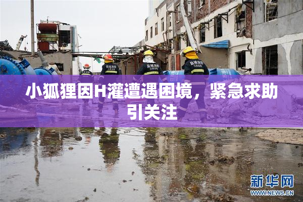 小狐狸因H灌遭遇困境，紧急求助引关注