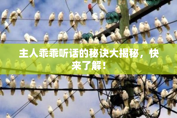 主人乖乖听话的秘诀大揭秘，快来了解！