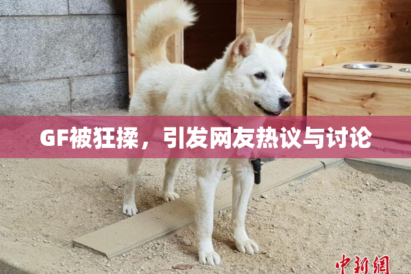 GF被狂揉，引发网友热议与讨论