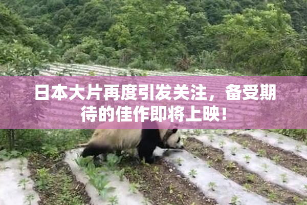 日本大片再度引发关注，备受期待的佳作即将上映！