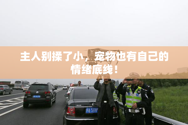 主人别揉了小，宠物也有自己的情绪底线！