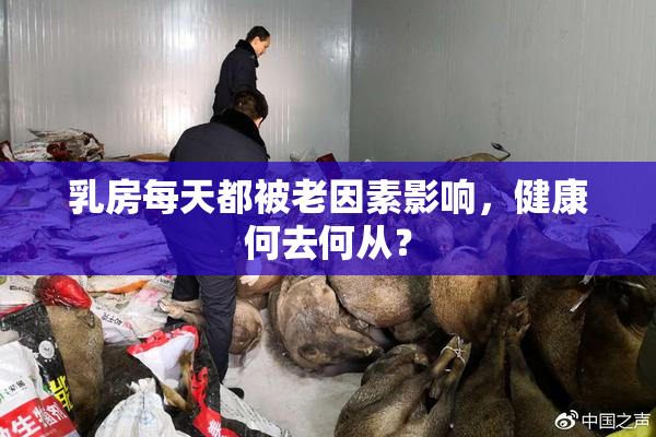 乳房每天都被老因素影响，健康何去何从？