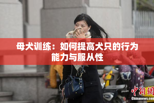 母犬训练：如何提高犬只的行为能力与服从性