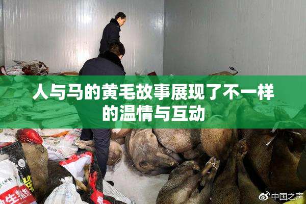 人与马的黄毛故事展现了不一样的温情与互动